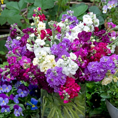 Picture of Stock - Anytime Mix